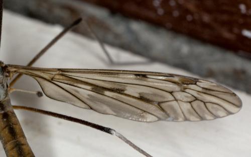 Réf. 284 139 : Tipula sp.